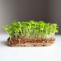 Microgreens Corn Salad Mache Valerianella Seeds.jpg