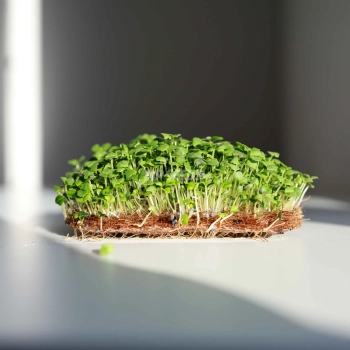 Basil Cinnamon Microgreens Seeds.jpg