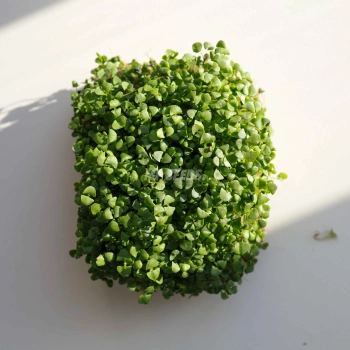 Microgreens Basil Cinnamon.jpg