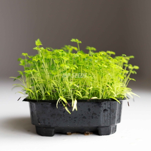 Chervil Microgreens Seeds.jpg
