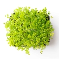Batch of Chervil Microgreens from top Seeds.jpg