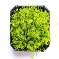 Carrot Microgreens from top.jpg