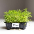 Batch of Fennel Microgreens Seeds.jpg