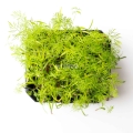 Fennel Microgreens.jpg