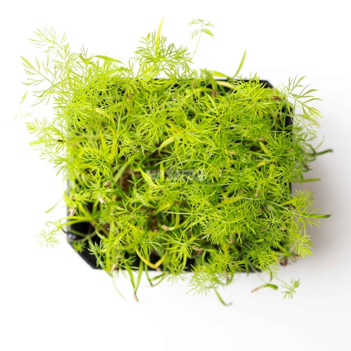 Fennel Microgreens.jpg