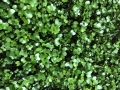 Cabbage-Red-microgreens-leaves.webp