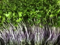 Cabbage-Red-microgreens.webp