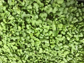 broccoli raab organic microgreens leaves