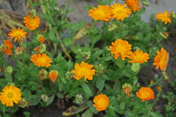 Ringelblumen - Marigold Beauty Microgreens essbare Blumen