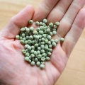 Microgreens Seeds Pea Affyla Foxy .webp