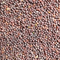 wasabi-microgreens-seeds.JPG