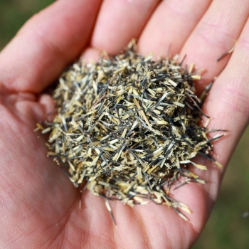 zitronen-tagetes microgreens.webp