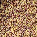 clover-microgreens-seeds.JPG