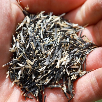 mexikanische-tagetes-microgreens