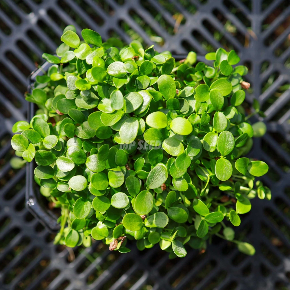 Chinesischer Toon Microgreens Samen