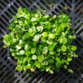 Chinesischer Toon Microgreens Samen