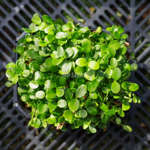 Chinesischer Toon Microgreens Samen