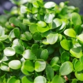 Chinesischer Toon Microgreens Samen