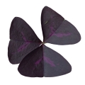 oxalis-triangularis-mijke.jpg