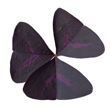 oxalis-triangularis-mijke.jpg