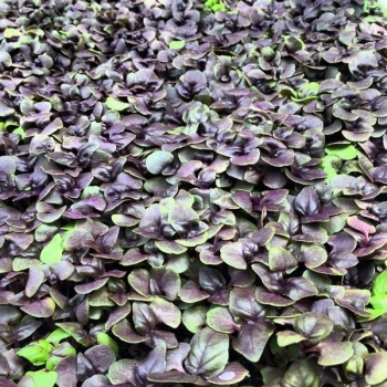 Basilikum Red Opal Microgreens Blätter Zoom