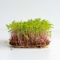 peruanische-tagetes-huacatay-microgreens-samen