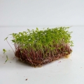 peruanische-tagetes-huacatay-microgreens