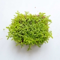 peruanische-tagetes-microgreens-samen