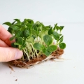 Borage Violet Microgreens Seeds.jpg