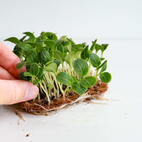 Borage Violet Microgreens Seeds.jpg