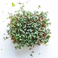 Sesja 25 IV 2024 Microgreens Seeds-16.jpg