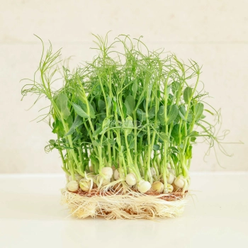 Erbse Jumbo  Microgreens Samen