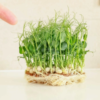 Erbse Jumbo  Microgreens