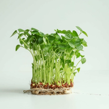Adzuki Red - Microgreens Seeds-60.jpg