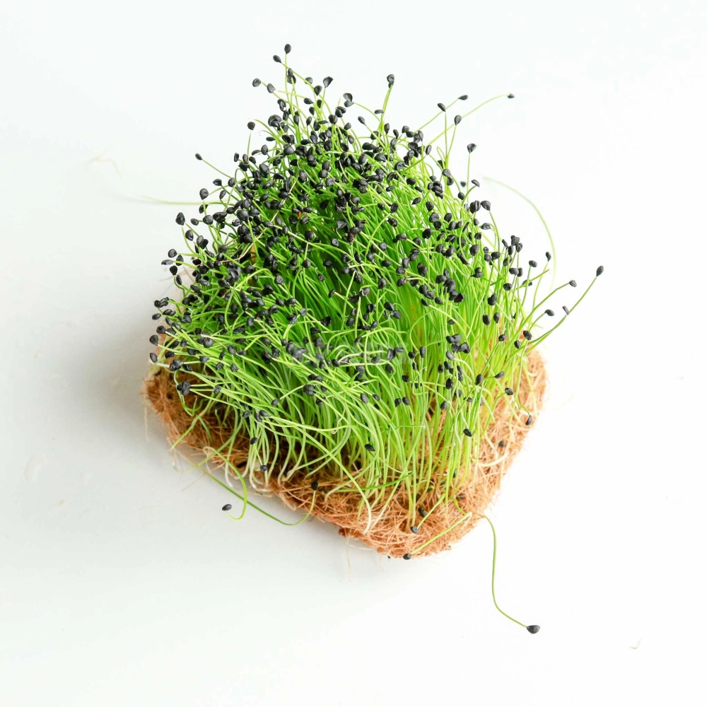 Leek- Microgreens Seeds-56.jpg