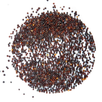 Komatsuna Red Microgreens-Samen