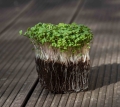 Rucola Microgreens mit Wurzeln