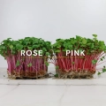 Radish-Pink-Rose (1).webp