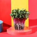 Radieschen Rose Microgreens
