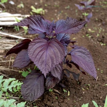 Rotblättrige Perilla, Shiso
