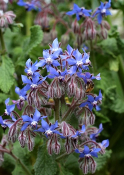 Borretsch-Blumen