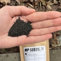 Basil Lemon seeds zoom