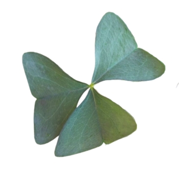 oxalis-sanne