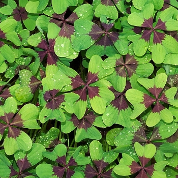 oxalis-deppei-mikroblätter