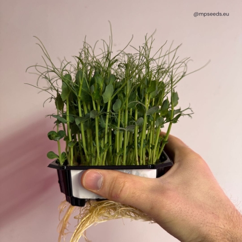 erbse_frilly_2.4_microgreens