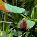 oxalis sanne leaves.jpg