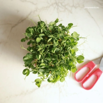 pea_white (2).jpg