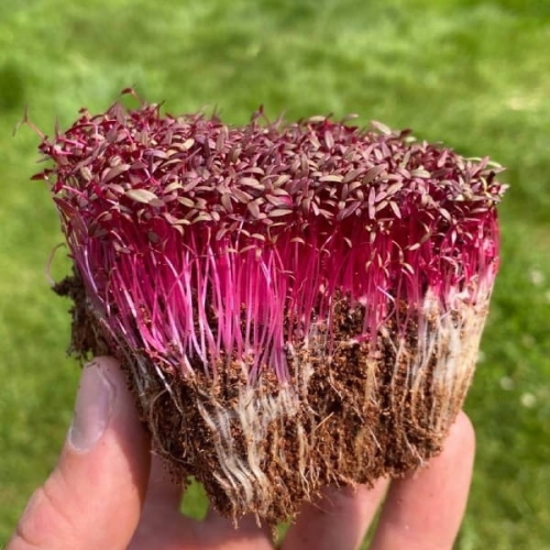 Roter Amaranth Microgreens mit Wurzeln