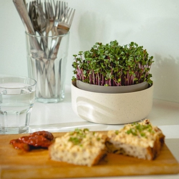 growing-pot-breakfast