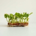 Melone Cantaloupe Microgreens